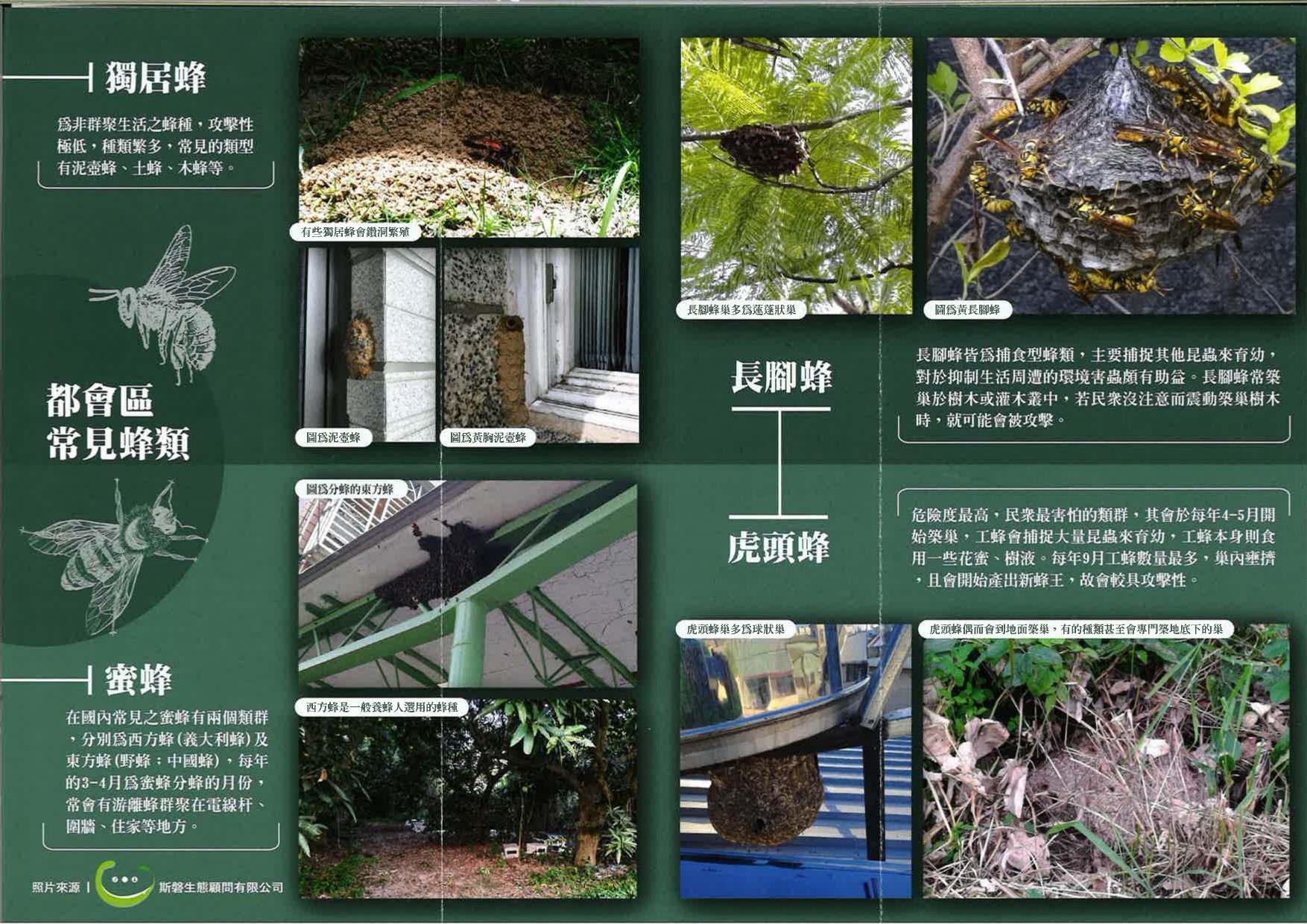 遇到蜂怎麼辦？2