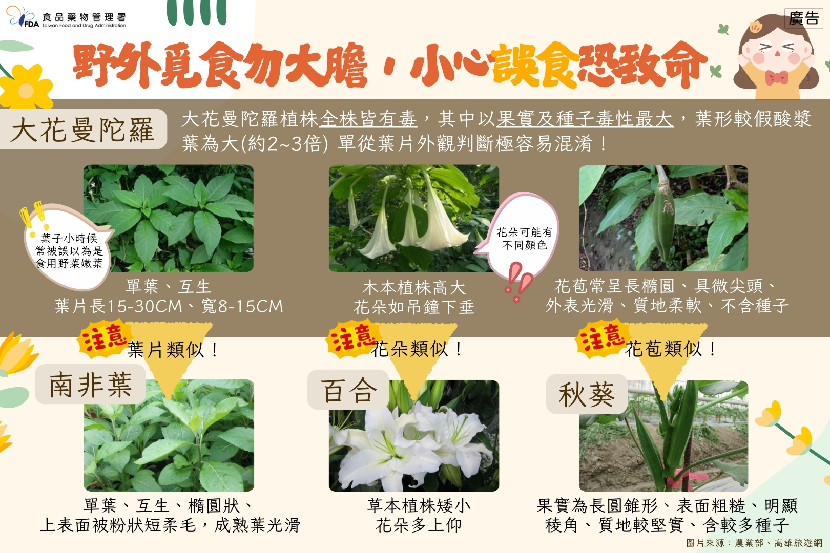 連結到「不採、不食野生不明動植物」原則-誤食大花曼陀羅葉片致中毒事件宣導
